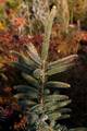 Picea obovata Aureovariegata IMG_2832 Świerk syberyjski